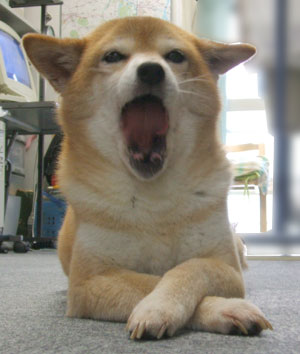 なんだか眠いなぁ